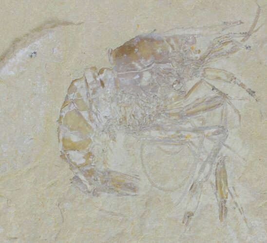 Large, Cretaceous Fossil Shrimp - Lebanon #154572
